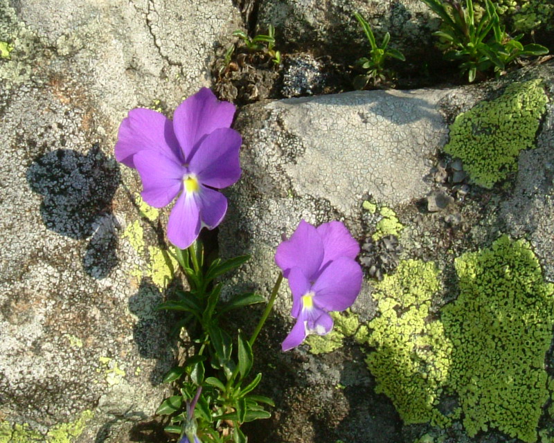 Viola calcarata
